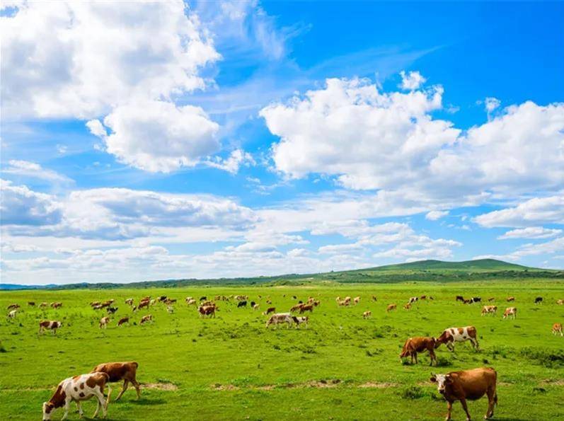 内蒙古大美草原，魅力无限风光带