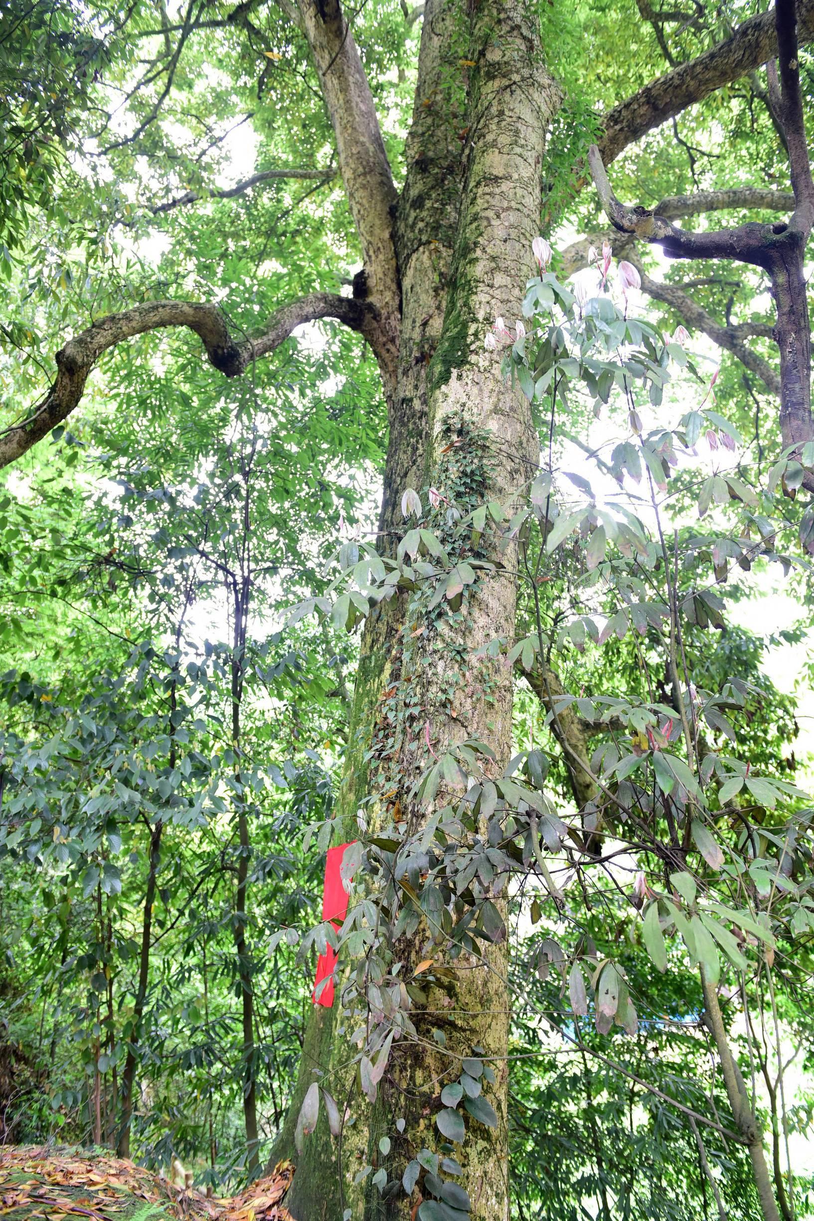 千年楚韵与现代繁华交融之地——湖北印象